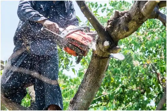 tree services Keota